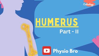 Humerus Part2 [upl. by Lav]