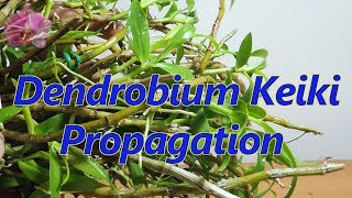 How to propagate Dendrobium orchid Keikis [upl. by Northey]