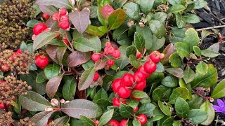 Wintergreen quotGaultheria Procumbensquot  Second Round Of Blooms [upl. by Murray]