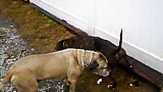 Pit Bulls Go Pee Pee [upl. by Brier]