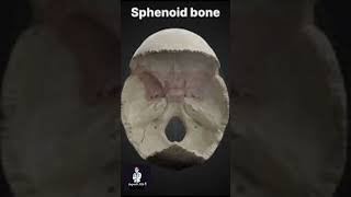 Shape of sphenoid bone [upl. by Nirtak]