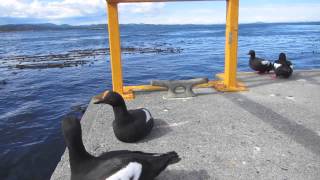 Pigeon Guillemots Up Close and Personal [upl. by Anafetse362]