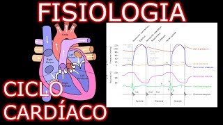 Aula Fisiologia Cardíaca  Ciclo Cardíaco  Fisiologia Cardiovascular Humana 1 [upl. by Pomona]