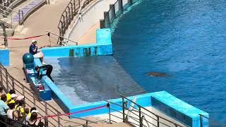 Oceanarium Valencia Dolphins show June 2024 4K [upl. by Eicnan131]