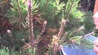 European Pine Sawfly Larvae removal [upl. by Harifaz]