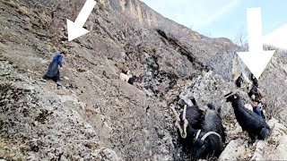 Heroic Rescue Ali the Nomadic Man Saves Sheep with Landowners Mother🐏✨ [upl. by Rufus]