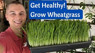 Grow WHEATGRASS Juice at Home in 8 Days  Incredible Health Benefits  Fast amp Cheap [upl. by Dustan]