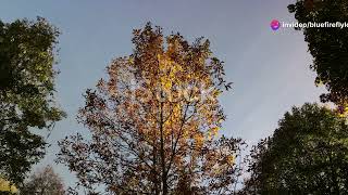 Ash Tree 5 Fascinating Facts trees top5 [upl. by Ahsikym]