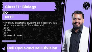 How many equational divisions are necessary in a cell of onion root tip to form 128 cells a 6 [upl. by Manvel]