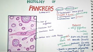 Histology of Pancreas [upl. by Toll]