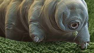 incredible Unknown Facts About tardigrade animal  real water 💧bear facts [upl. by Gabbi947]