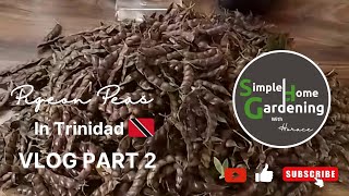 Pigeon Peas Galore in Trinidad Part 2  Garden Vlog  Caribbean Life [upl. by Oflodor]