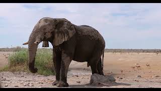 Etosha National Park [upl. by Vite]