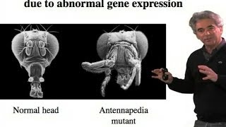 Homeotic Transformation  Michael Levine UC Berkeley [upl. by Llerrat]