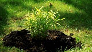 Planting amp basic info on cold hary bamboo [upl. by Azpurua]