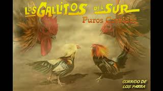 LOS GALLITOS DEL SUR  LOS PARRA [upl. by Ylle109]