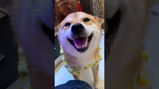 Whiskers amp Wags The Ultimate Comedy Compilation 🐾🤣funnypets [upl. by Noret]