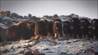 Arctic Wildlife in Greenland [upl. by Anhej164]