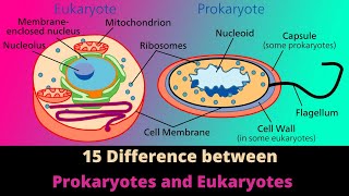 Difference Between  Prokaryotes vs Eukaryotes  Microbiology  Hindi [upl. by Bernardine]