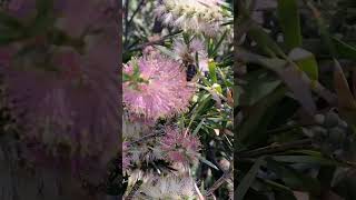 Callistemon sweet burst bee enjoying some nectar bottlebrush pinkflowers [upl. by Asoral]