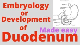 Development of Duodenum  Embryology  Duodenal atresia  congenital anomalies of duodenum [upl. by Einnahc]