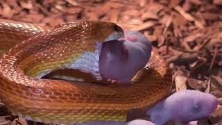 How Snakes Eat Fascinating and unique timelapse feeding video [upl. by Hatty]