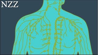 Stiefkind der Medizin das Lymphsystem Ausschnitt einer Dokumentation von NZZ Format [upl. by Rab161]