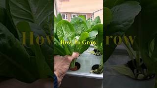 Hydroponic Lettuce The Complete Beginners Guide [upl. by Ahsinod]