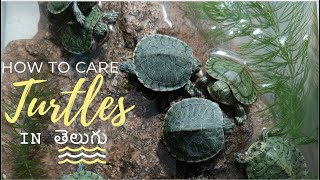 Red Ear Slider Turtles in Hyderabad  9347522892  Turtles Care  Hyderabad Pets World  తెలుగు [upl. by Enerol]