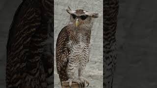 Give a Hoot Royalty Free Owl Sounds [upl. by Elwaine]