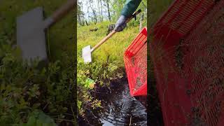 Berry picking tools harvesting blueberry [upl. by Anerhs]