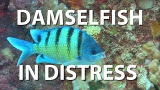 Damselfish in Distress  UnderH2O  PBS Digital Studios [upl. by Atilol974]