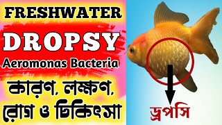 Dropsy Disease amp Treatment Explain in Bengali  Expert Aquarist [upl. by Anairo89]