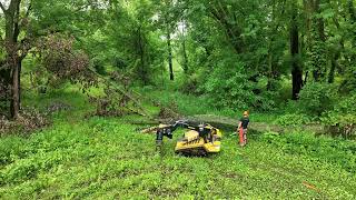 Removing Large Cottonwood Tree  CTX100 Mini Skid Loader  Vermeer Log Grapple Attachment [upl. by Lamag]