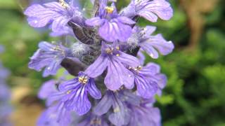 Blue Bugle Ajuga reptans Wildflower Borders Erosion amp Weed Control [upl. by Sammie756]