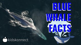 Amazing Blue Whale Facts for Kids  Size Habitat Diet Conservation [upl. by Nynnahs401]