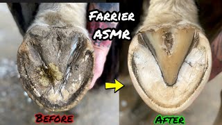 Farrier  Hoof Restoration  Barefoot Horse Trim  Satisfying [upl. by Amzaj277]