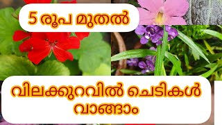 5 രൂപമുതൽ 200 രൂപ വരെ ചെടികൾPlantsofparadisee [upl. by Ecnadnak]