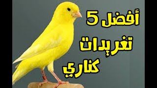 5 أحسن تغريدات كناري في العالم للتعليم والتسميع 2017 [upl. by Collis621]