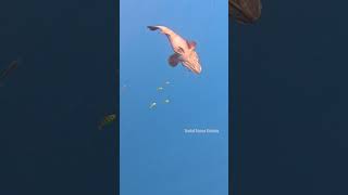 Monster Goliath Grouper Fishing in Deep sea fishing [upl. by Genevieve280]