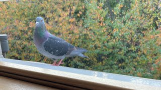 What should we call this beautiful heterochromatic and beautiful pigeon [upl. by Shari]