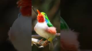 Green Red Yellow Orange Color Bird birds shortvideo [upl. by Branca269]