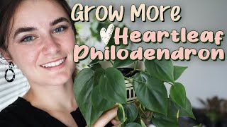 Houseplant Propagation for Beginners 🌿 Heartleaf Philodendron [upl. by Irrok]