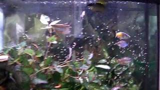 72g Bow Front Aquarium with tropical community fish [upl. by Lah]