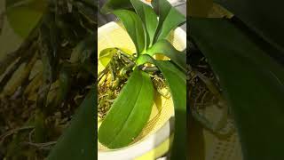 How To Restore Your Orchid with coffee once a week treatment Remove Yellowing Leaf and Roots DYI [upl. by Atik]