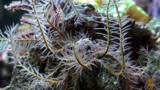 Feather Star Feeding [upl. by Thomajan]