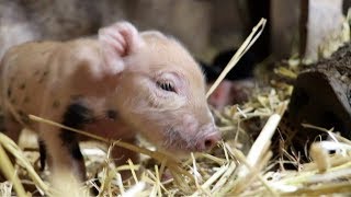 Heritage Pig Gives Birth Whole Birthing Process of a Pig [upl. by Epuladaug]