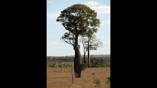 Brachychiton rupestris  El árbol botella de Queensland  La Expedición Botánica del siglo XXI [upl. by Haimorej]