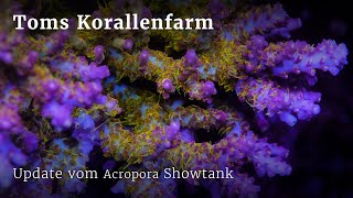 Update vom 2000l Acropora Showtank [upl. by Innoc793]