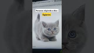 los egipcios y los gatos 🇪🇬🐈 humor comedia risa memes animacion xd [upl. by Sirovat]